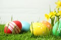 Colorful Easter eggs and narcissus flowers in grass against white background. Space for text Royalty Free Stock Photo