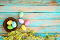 Colorful Easter eggs in nest with flower on rustic wooden planks background in blue paint. Royalty Free Stock Photo