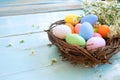 Colorful Easter eggs in nest with flowers on blue wooden background. Royalty Free Stock Photo