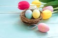 Colorful Easter eggs in nest with tulip flowers on blue wooden background. Royalty Free Stock Photo