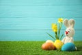 Colorful Easter eggs, rabbit and narcissus flowers in green grass against light blue background Royalty Free Stock Photo