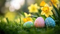 Easter Eggs Hidden in Green Grass With Bright Yellow Daffodils Royalty Free Stock Photo