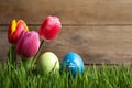 Colorful Easter eggs and tulip flowers in grass against wooden background, closeup. Space for text Royalty Free Stock Photo