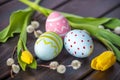 Colorful Easter eggs with yellow Tulip hand painted on a dark wooden background. Holiday spring card Royalty Free Stock Photo