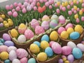 Colorful easter eggsin a baskets and tulip flowers. Happy Easter Concept for Design, Postcard, Banner. Royalty Free Stock Photo