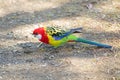 Colorful Eastern Rosella parrot bird foraging for food on ground