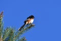Colorful Eastern Towhee perched on a pine tree Royalty Free Stock Photo