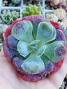 Colorful echeveria hearts delight succulent plants. Top view succulent background