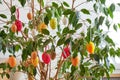 Colorful eggs decorating an ornamental Ficus Benjamina `Exotica` indoor plant, for the Easter holiday