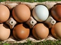Mix of green and other colorful eggs of different chicken breeds Royalty Free Stock Photo
