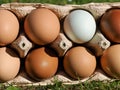 Mix of green and other colorful eggs of different chicken breeds