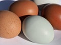 Mix of green and other colorful eggs of different chicken breeds