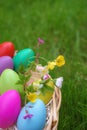 Colorful eggs with springtime flowers in basket on green grass Royalty Free Stock Photo