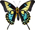 Colorful and elegant butterfly image. AI-Generated. Royalty Free Stock Photo