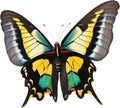 Colorful and elegant butterfly image. AI-Generated. Royalty Free Stock Photo