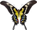 Colorful and elegant butterfly image. AI-Generated. Royalty Free Stock Photo