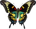 Colorful and elegant butterfly image. AI-Generated. Royalty Free Stock Photo