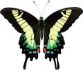 Colorful and elegant butterfly image. AI-Generated. Royalty Free Stock Photo