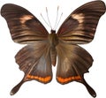 Colorful and elegant butterfly image. AI-Generated. Royalty Free Stock Photo