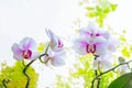 Colorful and elegant orchid flower with natural background Royalty Free Stock Photo