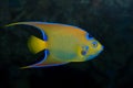 Colorful emperor fish Royalty Free Stock Photo