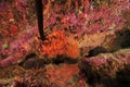 Colorful encrusting invertebrates