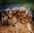 Colorful end of rotten log Royalty Free Stock Photo