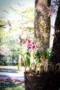 Colorful endrobium orchids flowers close up or light purple dendrobium hybrid blooming hanging on tree background Royalty Free Stock Photo