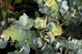 Eucalyptus Gunnii plants in the garden