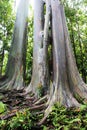 Colorful eucalyptus trees on Maui