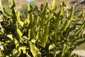 Colorful Euphorbia Lactea cactus plant in Almeria Royalty Free Stock Photo