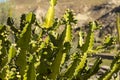 Colorful Euphorbia Lactea cactus plant in Almeria Royalty Free Stock Photo