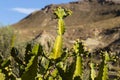 Colorful Euphorbia Lactea cactus plant in Almeria Royalty Free Stock Photo