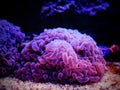 Colorful Euphyllia is a genus of large-polyped stony coral