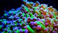 Colorful Euphyllia is a genus of large-polyped stony coral Royalty Free Stock Photo