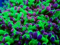 Colorful Euphyllia is a genus of large-polyped stony coral