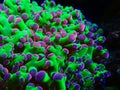 Colorful Euphyllia is a genus of large-polyped stony coral