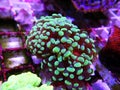 Colorful Euphyllia is a genus of large-polyped stony coral Royalty Free Stock Photo