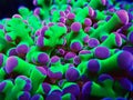 Colorful Euphyllia is a genus of large-polyped stony coral