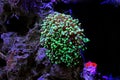 Colorful Euphyllia is a genus of large-polyped stony coral Royalty Free Stock Photo