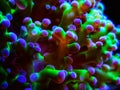 Colorful Euphyllia is a genus of large-polyped stony coral
