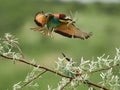 Colorful European bee-eater Merops apiaster