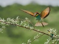 Colorful European bee-eater Merops apiaster Royalty Free Stock Photo