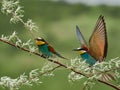 Colorful European bee-eater Merops apiaster Royalty Free Stock Photo
