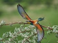 Colorful European bee-eater Merops apiaster Royalty Free Stock Photo
