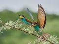 Colorful European bee-eater Merops apiaster Royalty Free Stock Photo