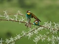 Colorful European bee-eater Merops apiaster Royalty Free Stock Photo