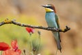 Colorful European bee-eater Merops apiaster perched on a small branch Royalty Free Stock Photo