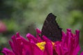 Colorful european peacock butterfly Inachis io, Aglais io sits on an magenta Zinnia flower with closed wings, blurred Royalty Free Stock Photo