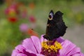 Colorful european peacock butterfly Inachis io, Aglais io sits on an magenta Zinnia flower with closed wings, blurred Royalty Free Stock Photo